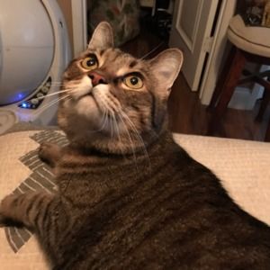 Meet your Posher, Leslie